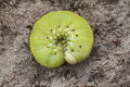 Bryzgun brzozowiec (Cimbex femorata)