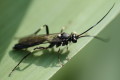 Gąsienicznik (Ichneumonoidea)