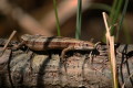 Jaszczurka żyworodna (Lacerta vivipara)