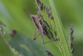 Konik wszędobylski (Chorthippus albomarginatus)