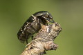 Kruszczyca złotawka (Cetonia aurata)