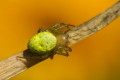 Krzyżak zielony (Araniella cucurbitina)
