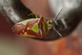 Puklica rudnica (Acanthosoma haemorrhoidale)