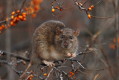 Szczur wędrowny (Rottus norvegicus)