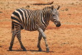 Zebra stepowa (Equus quagga)