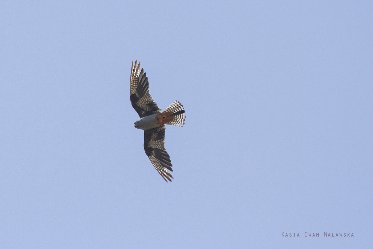 Falco, vespertinus, Western, Red-footed, Falcon