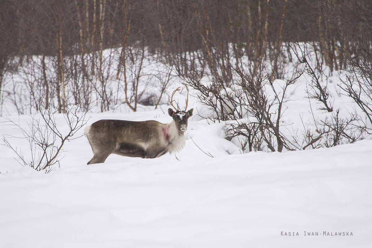 Reindeer, Rangifer, tarandus, ren, caribou, Varanger, winter