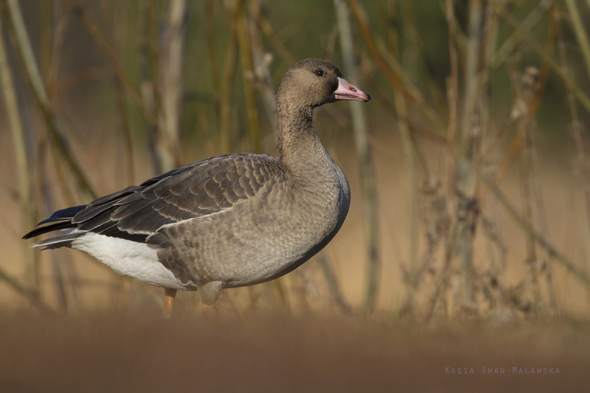 Greater, White-fronted, Goose, Anser, albifrons
