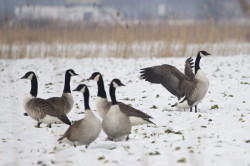 Bernikla, kanadyjska, Branta, canadensis, g, ptaki