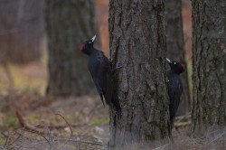 Black, Woodpecker, Dryocopus, martius