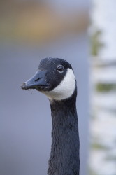 Bernikla, kanadyjska, Branta, canadensis, g, ptaki