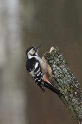 White-backed, Woodpecker, Dendrocopos, leucotos