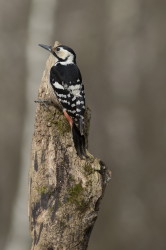 White-backed, Woodpecker, Dendrocopos, leucotos
