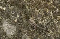 Ptyonoprogne, rupestris, Eurasian, Crag, Martin, swallow, Bulgaria