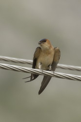 Cecropis, daurica, Red-rumped, Swallow, Bulgaria