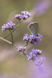 Modraszek, Polyommatus, icarus, motyl, Mnogooczek, ikar, Węgry, motyle, owady