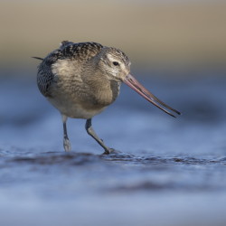 Limosa, lapponica, Bar-tailed, Godwit