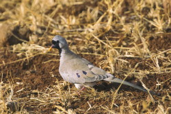 Oena, capensis, Namaqua, Dove, Africa, Kenya