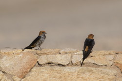 Cecropis, abyssinica, Lesser, Striped, Swallow, Africa, Kenya