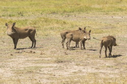 Phacochoerus, africanus, Common, Warthog, Africa, Kenya