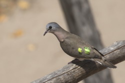 Turtur, chalcospilos, Emerald-spotted, Wood, Dove, Africa, Kenya