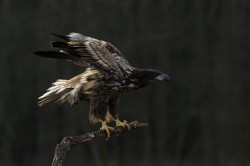 Haliaeetus, albicilla, White-tailed, Eagle