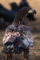 Haliaeetus, albicilla, White-tailed, Eagle