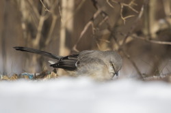 Mimus, Northern, Mockingbird, Turdus, polyglottos, Canada