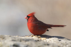 Kardynał, szkarłatny, Cardinalis, cardinalis, Kanada, ptaki