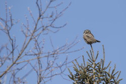 Surnia, ulula, Northern, Hawk, Owl, Canada