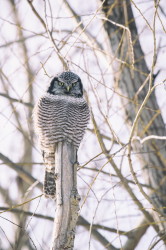 Surnia, ulula, Northern, Hawk, Owl, Canada