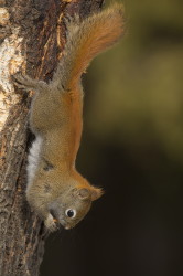 Wiewiórka, Tamiasciurus, hudsonicus, sosnowiórka, czerwona, Kanada, ssaki